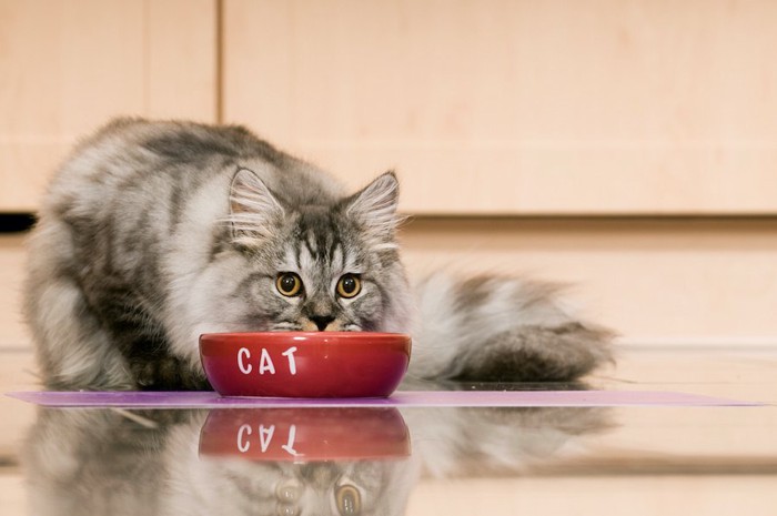 赤いフードボウルでご飯を食べる猫