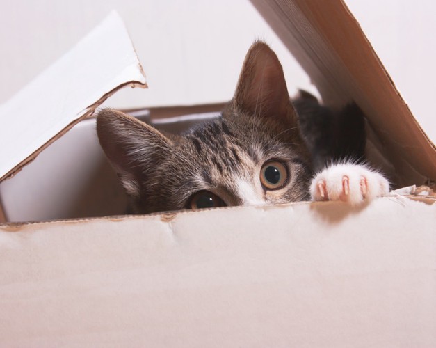 段ボール箱から顔を出す猫