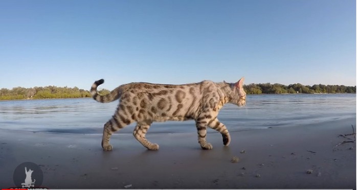 水辺のベンガル猫