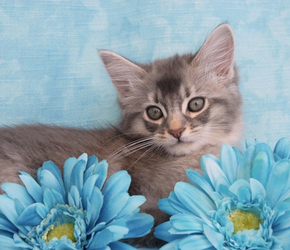 青い花とブルーのソマリの子猫