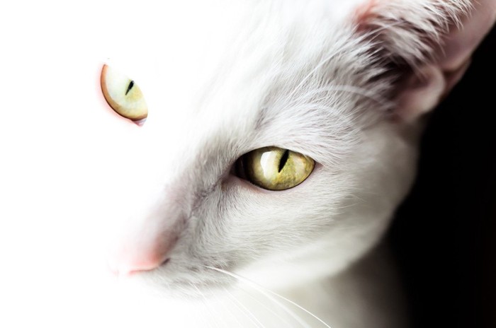 こちらを見上げる白猫の細い瞳