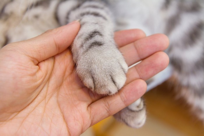 クリームパンのような猫の手と握手する人の手