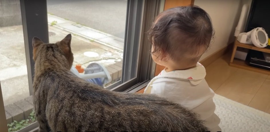 乳児と猫