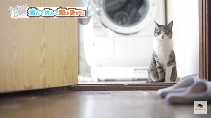 洗濯機の前で端座する猫