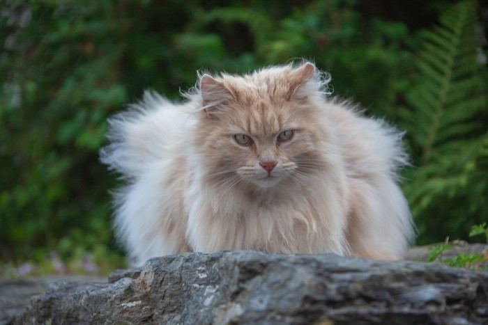 石の上で伏せをしているたてがみのある長毛の猫