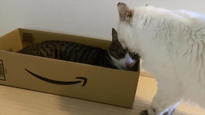箱の中の猫を舐める長毛猫