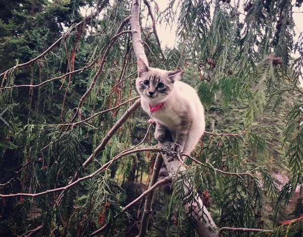 木の上で可愛く写る猫