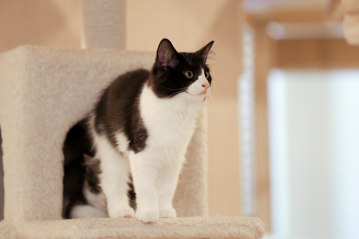 キャットタワーに座る猫