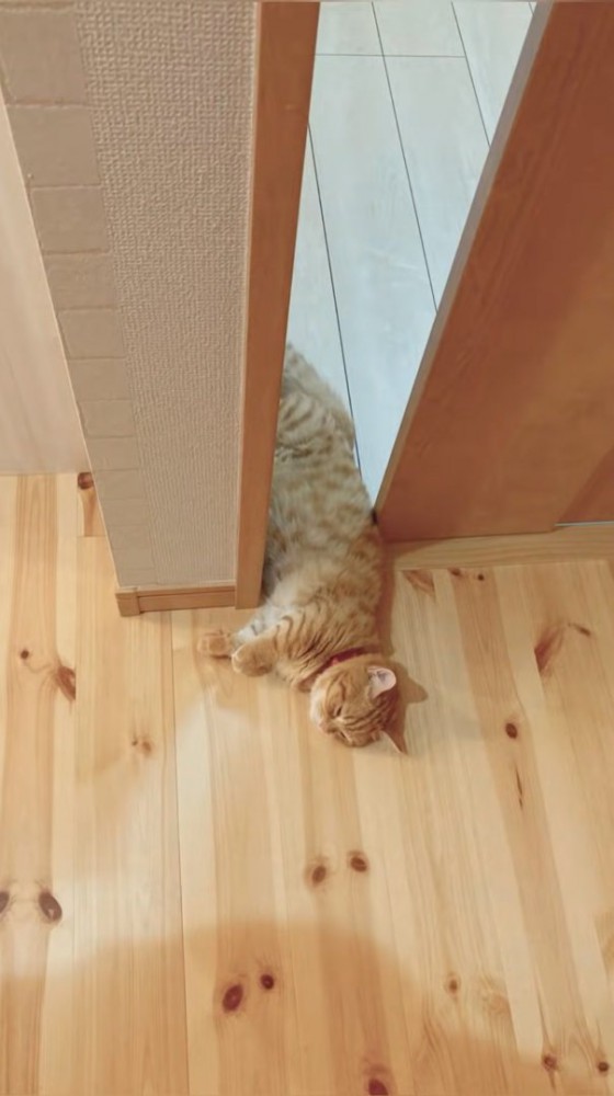 ドアの間に挟まる猫