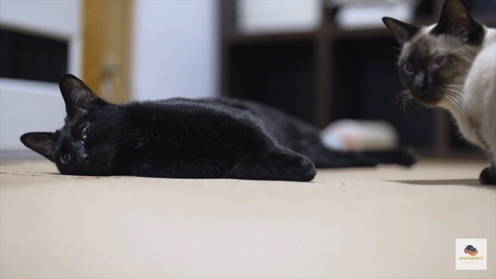 左に黒猫、右にシャム猫