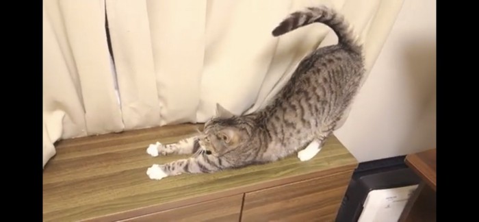 台の上で伸びをする猫