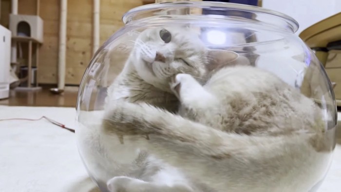 猫鉢のベージュ猫