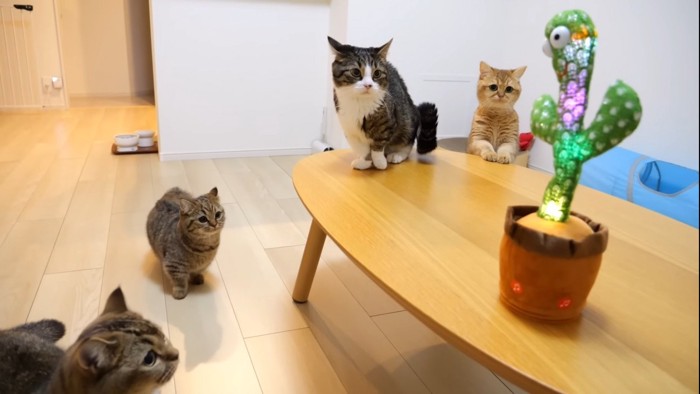 サボテンに注目する4匹の猫