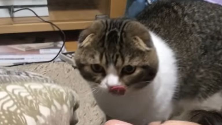 舌なめずりしている猫