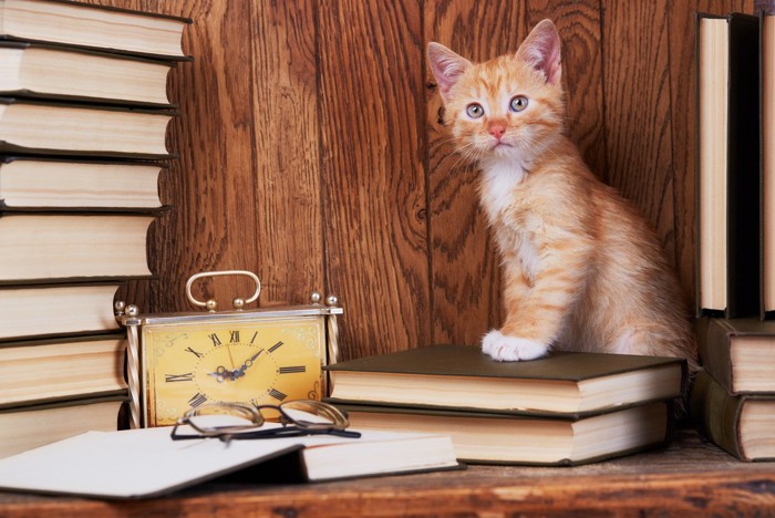 時計と本と茶トラの子猫
