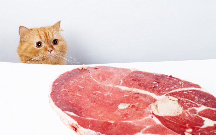 肉を見つめる猫