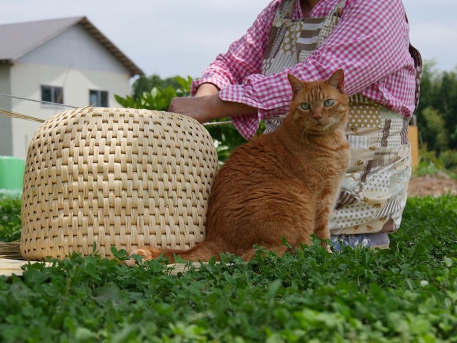 ちぐら作りを見守る猫