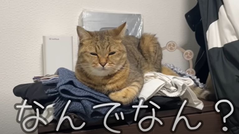 洗濯物の上に座る猫