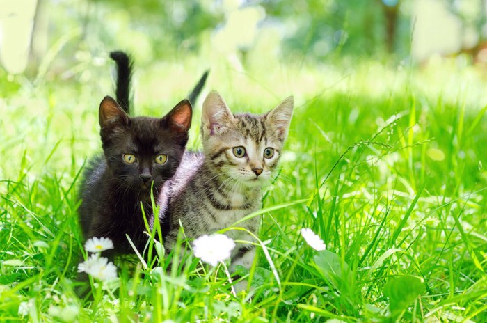 草むらの中で同じ方向を見る二匹の子猫