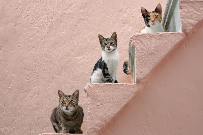 階段の猫達