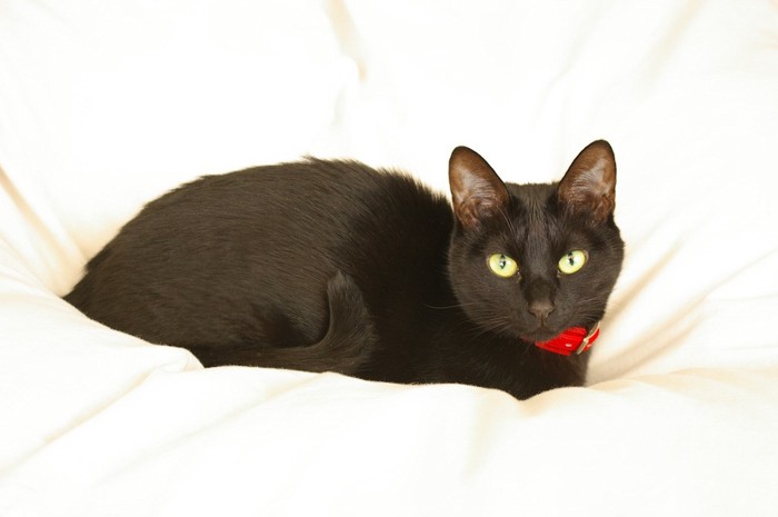 布団の上でくつろぐ赤い首輪の黒猫