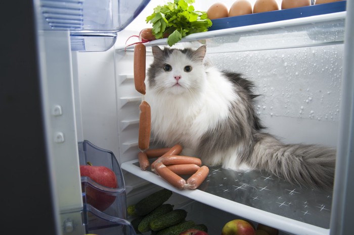 冷蔵庫に入る猫