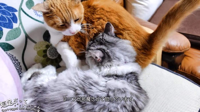 長毛の猫と座る猫