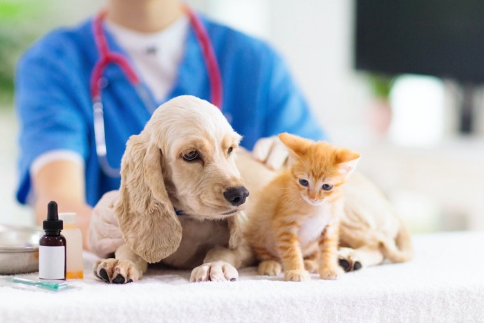 犬と猫が病院にいる写真