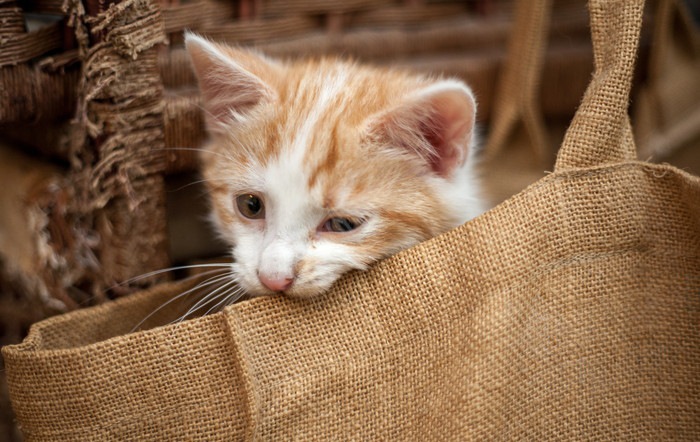 バッグの中の子猫