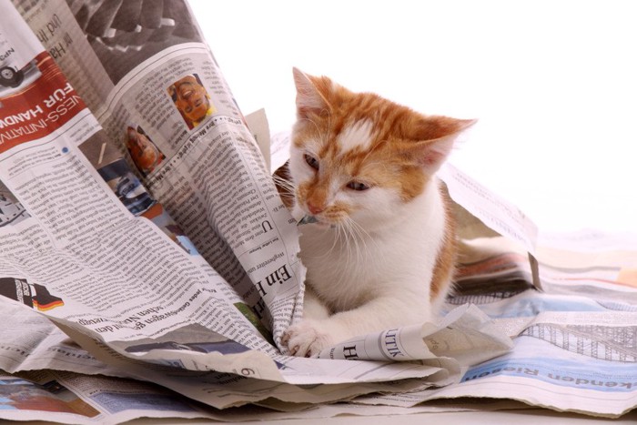 猫と新聞紙