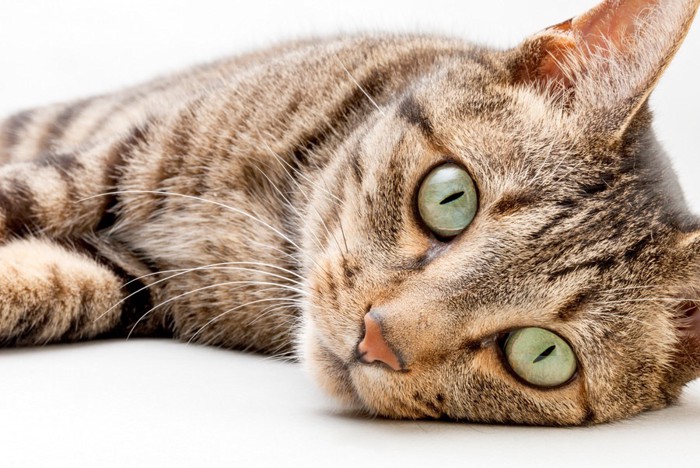 緑の目の猫