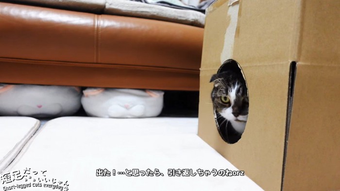 箱から少し顔が見える猫
