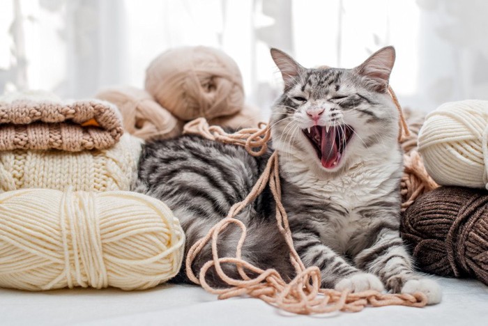 毛糸とあくびをする猫