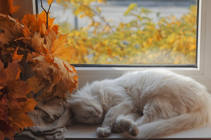 窓の前で寝る猫