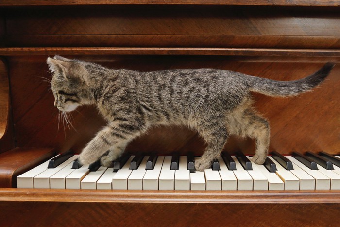 ピアノの上を歩く猫
