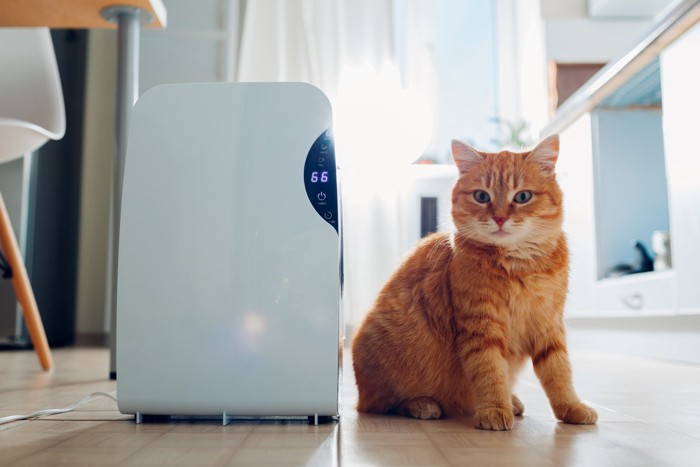 空気清浄機の隣に座る猫