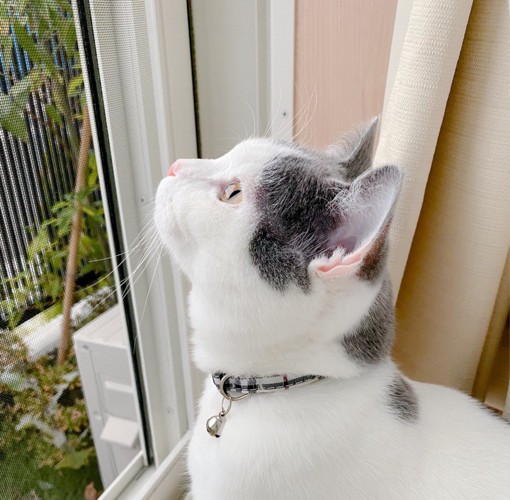 空を見上げる猫