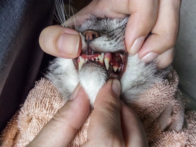 猫の口を無理やり開ける人の手
