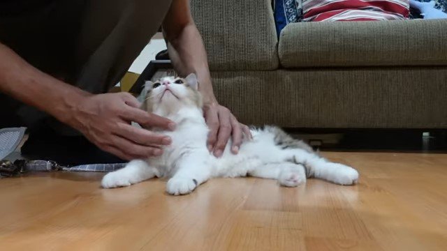 猫を撫でる男性