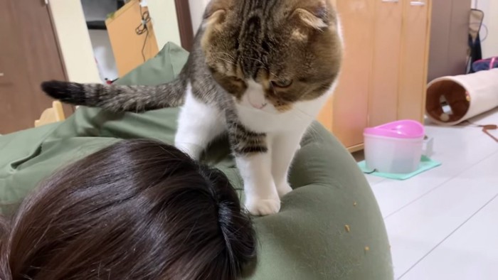 人の頭の横に立つ猫