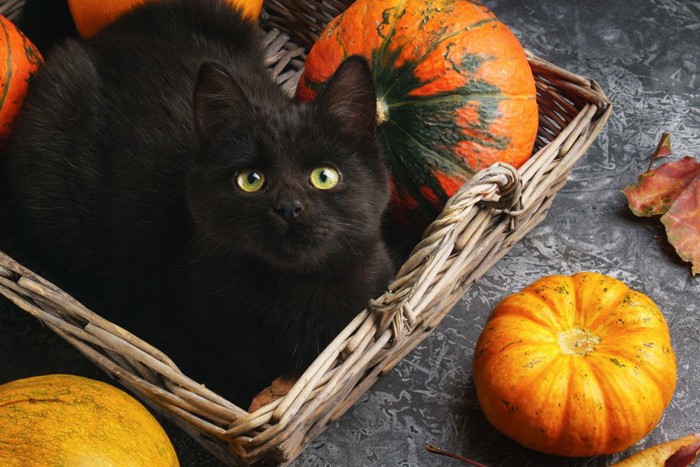 かぼちゃと黒猫