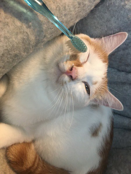 歯ブラシでなでられる猫