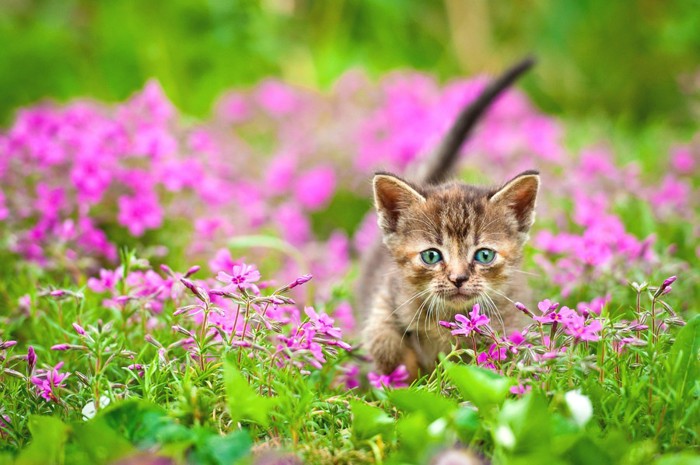 花畑を駆け回る子猫