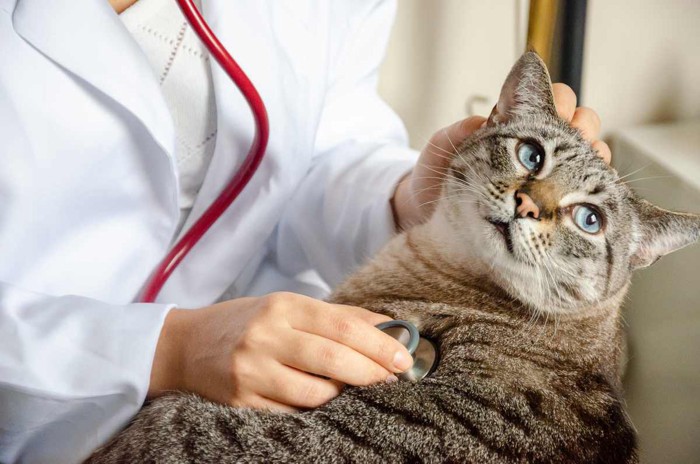 病院で診察を受ける猫