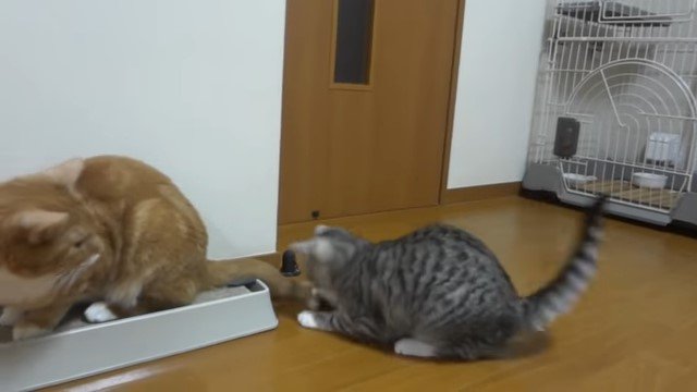 猫の尻尾に触る猫