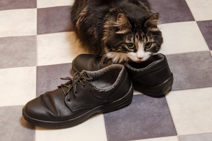 靴に密着する猫