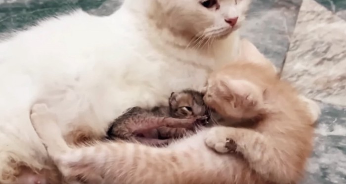 白い母猫と2匹の子猫