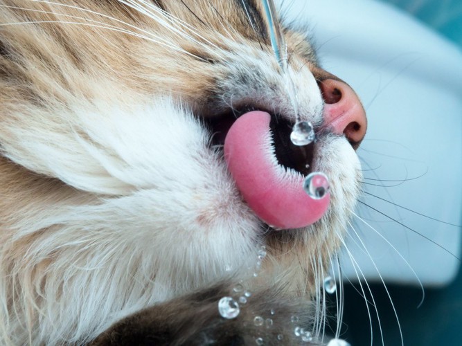 猫が水を飲むアップ