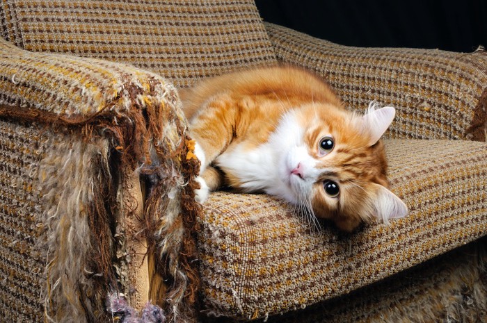 ボロボロのソファーでくつろぐ猫