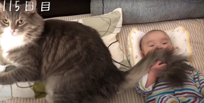 猫のしっぽを掴んでいる赤ちゃん